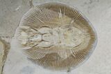 Cretaceous Ray (Cyclobatis) - Very Large For Species #115741-2